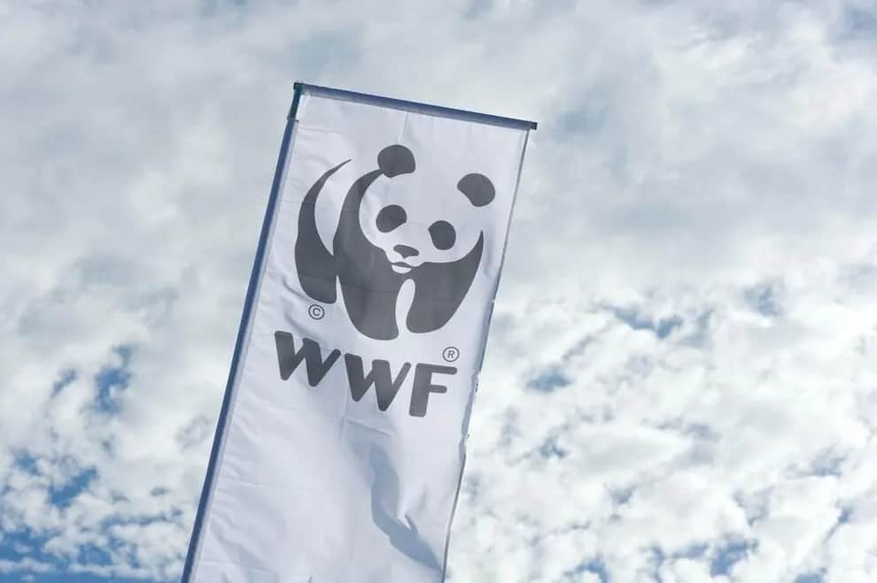 W którym roku powstało wwf? Odkryj historię organizacji i jej oddziałów